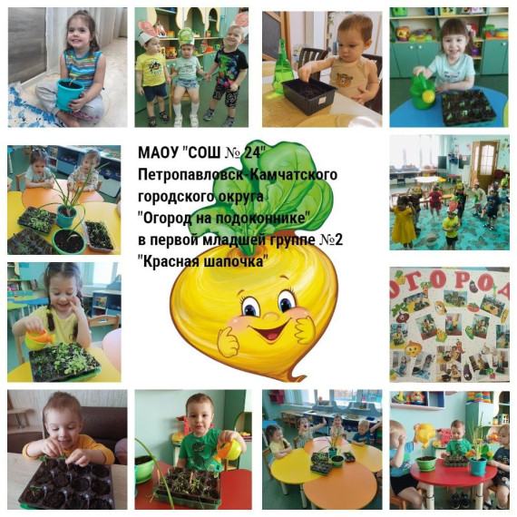 Прошел долгосрочный проект «Огород на подоконнике».
